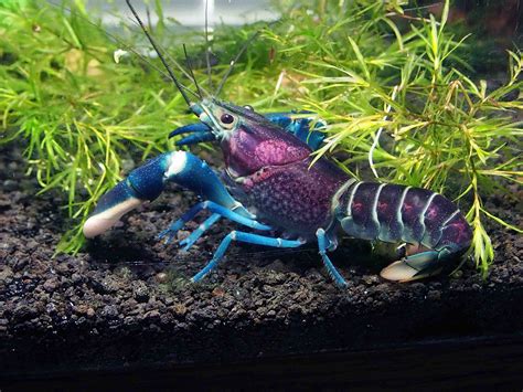 Aquatic Arts 1 Live Thunderbolt Crayfish/Freshwater Lobster (Cherax ...