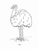 Emu Coloring Page By Mama Draw It  TPT sketch template