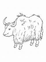 Yak Coloring Pages Preschool Kids Letter Sprout Projects Pbs Print  sketch template