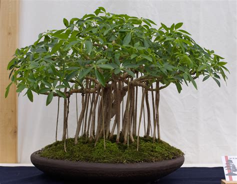 Dwarf Schefflera Bonsai Guide