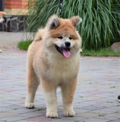 47 Best Images American Akita Puppies For Sale / View Ad: Akita Puppy for Sale near Louisiana ...