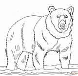 Free Printable Brown Bear Coloring Pages sketch template