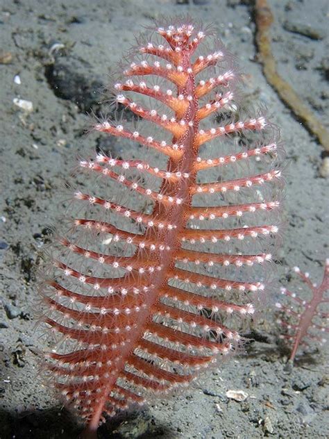 Sea pen, a soft coral in the order Pennatulacea and subclass Alcyonaria. Photo: Kåre Telnes ...