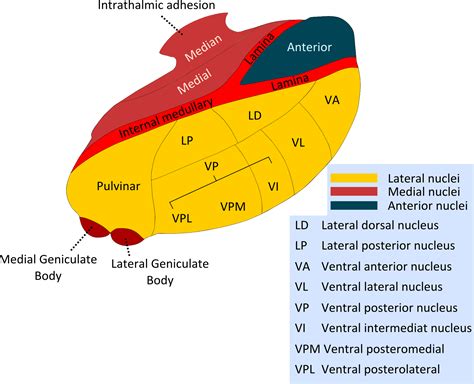 Thalamus: Anatomy