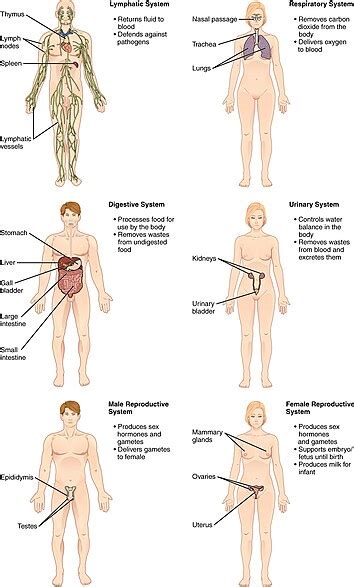 List of systems of the human body - Wikipedia