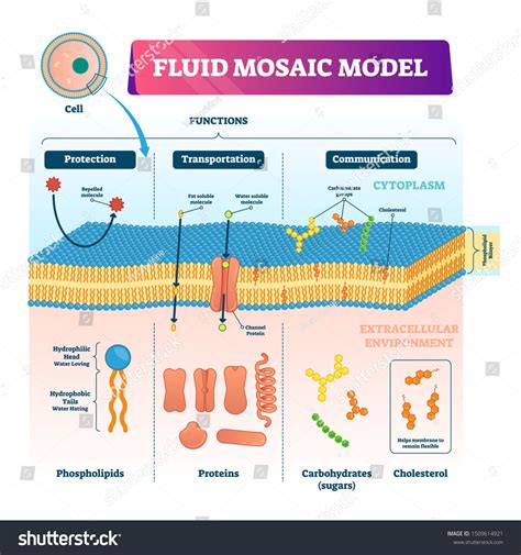 Fluid Mosaic Model Of The Cell Membrane Diagram Labeled Cell