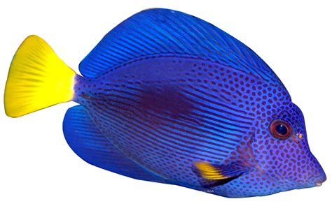 Blue Fish PNG Transparent Image | PNG Mart