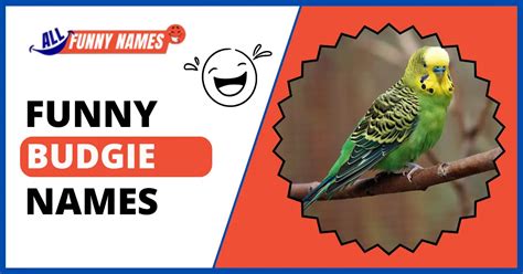 320+ Funny Budgie Names Ideas: Best Fitting Monikers