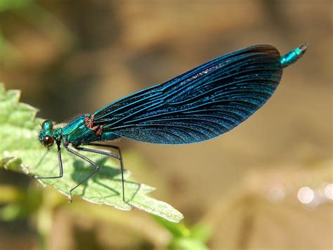 5 amazing wetland animals we'd never heard of before - Animalogic