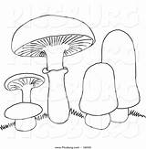 Kingdom Fungi Coloring Worksheet Answer Pages sketch template