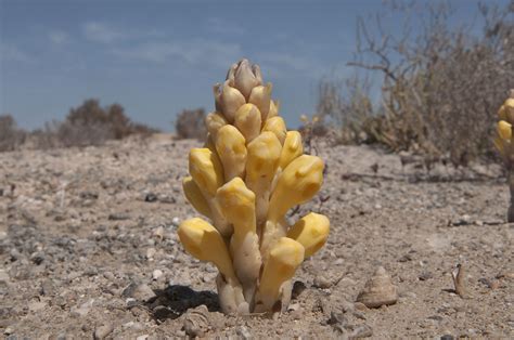 Al Khor-plant Gobi Desert, Flower Spike, Textures Patterns, Deserts, Stuffed Mushrooms, Root ...