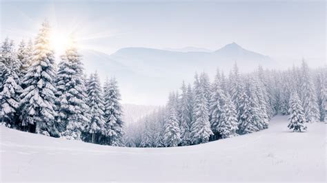 Pinos en bosque nevado en invierno Fondo de pantalla 5k HD ID:4311