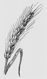 Grain Coloring Pages sketch template