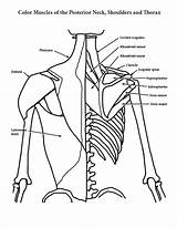 Anatomy coloring Pages  ColoringLib sketch template