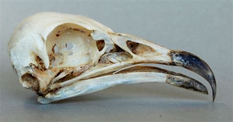 Neophron percnopterus (Egyptian Vulture) – skullsite