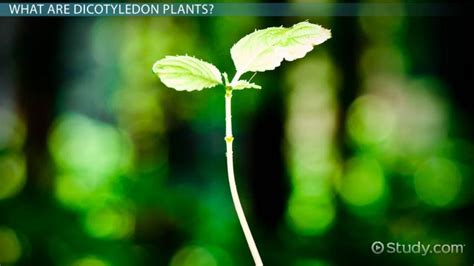 Dicot Plant | Definition & Examples - Lesson | Study.com