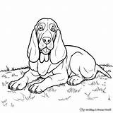 Basset Hound Coloring Pages  Free & Printable sketch template