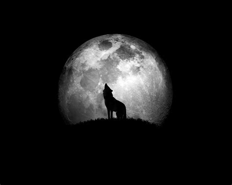 Wolf, black, howling, moon, night, white, wolf | Wolf howling, Good ...
