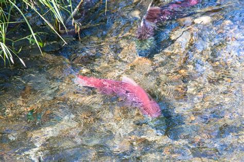 Salmon Spawning in Shallow Waters, Alaska Stock Photo - Image of natural, reproduction: 59841934