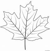 Sugar Maple Leaf Coloring Page Printable sketch template