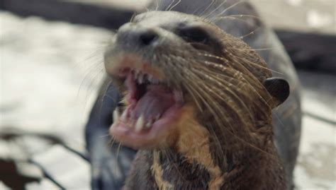 Otter attacks 8-year-old, sends boy and grandma to hospital