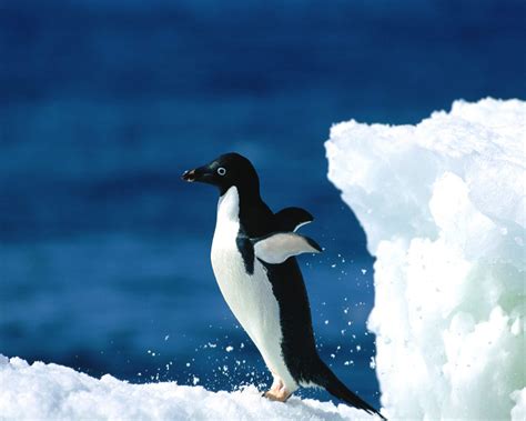 Adelie Penguin | Animal Wildlife