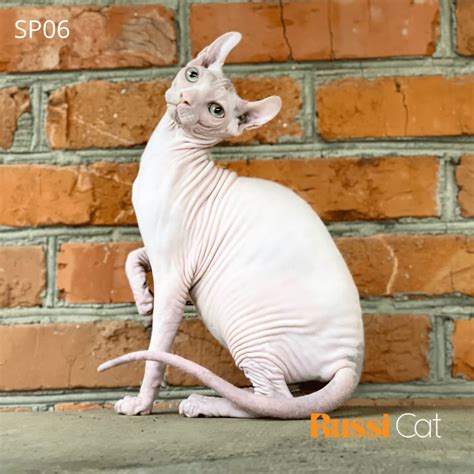 Mèo Sphynx (mèo không lông), mắt 2 màu, tai xoắn, cái– SP06 - RussiCat