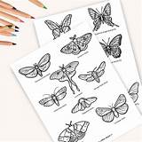 Butterfly Coloring Page Moth Charlotte Mason Homeschool  sketch template