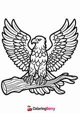 Eagle Coloring Page Free PDF Printable sketch template