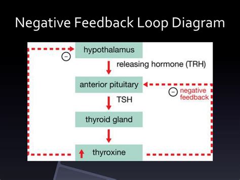 Thyroid Negative Feedback Loop Diagram