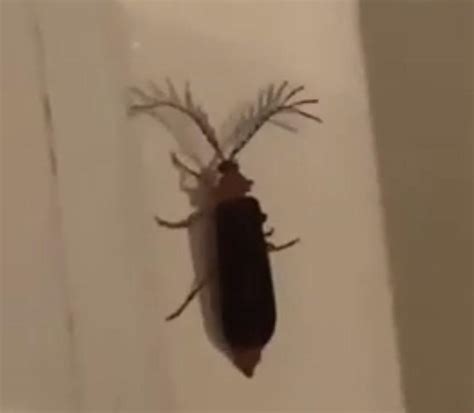 does anybody know what kind of bug is this? its from the “eyelash bug” video : r/animalid