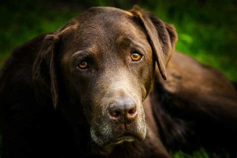Chocolate Labrador Retriever Photos | ThriftyFun