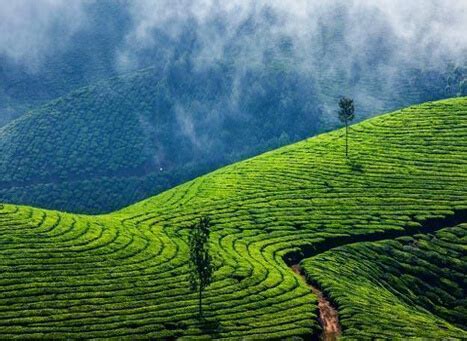 Kolukkumalai Tea Estate Munnar, Kerala