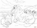 Walrus Family coloring page  Free Printable Coloring Pages sketch template