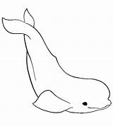 Whale Coloring Pages Free Printable PDF sketch template