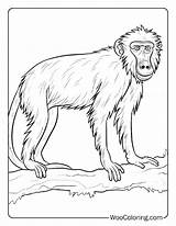 100  Jungle coloring pages Free PDF To Print Woo Coloring sketch template