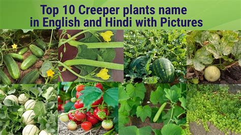 Creeper plants name in english and hindi with pictures @Rupinderkibaaten - YouTube