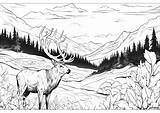 Realistic Elk Coloring Pages sketch template