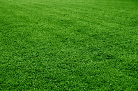 Is Compacted Soil One of the Reasons Your Lawn May Be Failing?