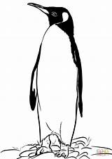 King Penguin From Falkland Islands coloring Page  Free Printable sketch template