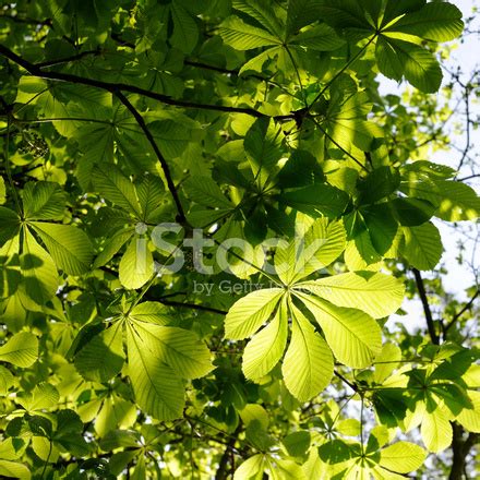 Horse Chestnut Leaves Stock Photo | Royalty-Free | FreeImages