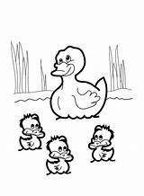 Duck Coloring Pages For Kids sketch template