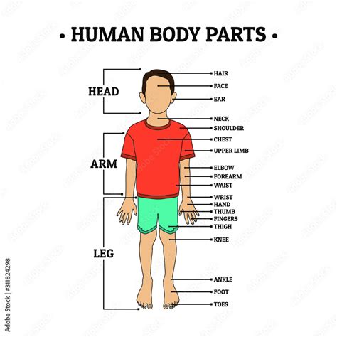 Human Body Parts including HEAD, ARM, LEG, hair, face, ear, neck, shoulder, chest, upper limb ...