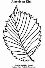 Elm Tree Coloring Pages At GetColoringscom  Free Printable Colorings sketch template