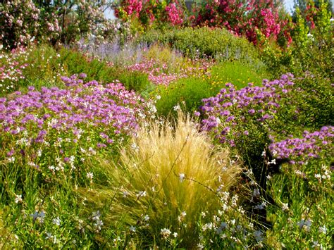 Dr. Dan's Garden Tips: Did Someone Say Xeriscaping?