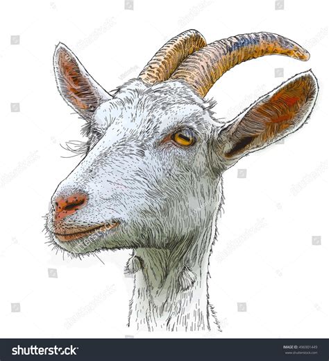 Goat Portrait Vector Color Drawing Stock Vector (Royalty Free ...