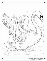 100  Swan coloring pages Free PDF To Print Woo Coloring sketch template