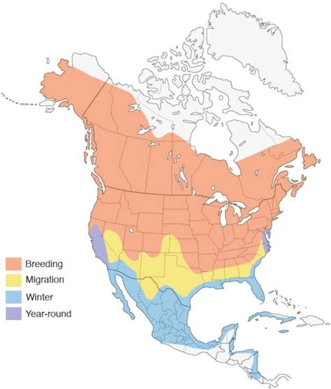 Piping Plover migration | Kim Smith Films