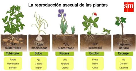 REPRODUCCIÓN ASEXUAL de las PLANTAS: qué es, características, tipos y ejemplos - RESUMEN