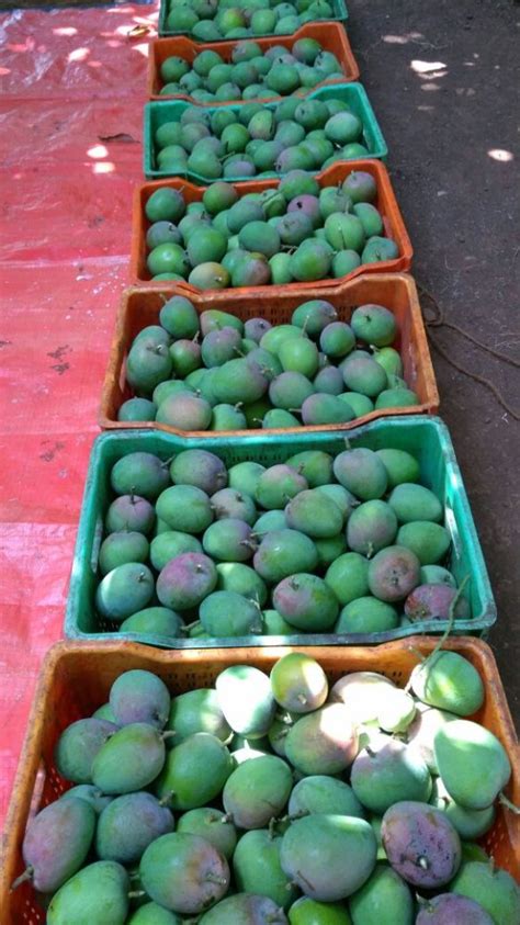 Malgova Mango - Wholesale Price & Mandi Rate for Mulgoba Mango in India